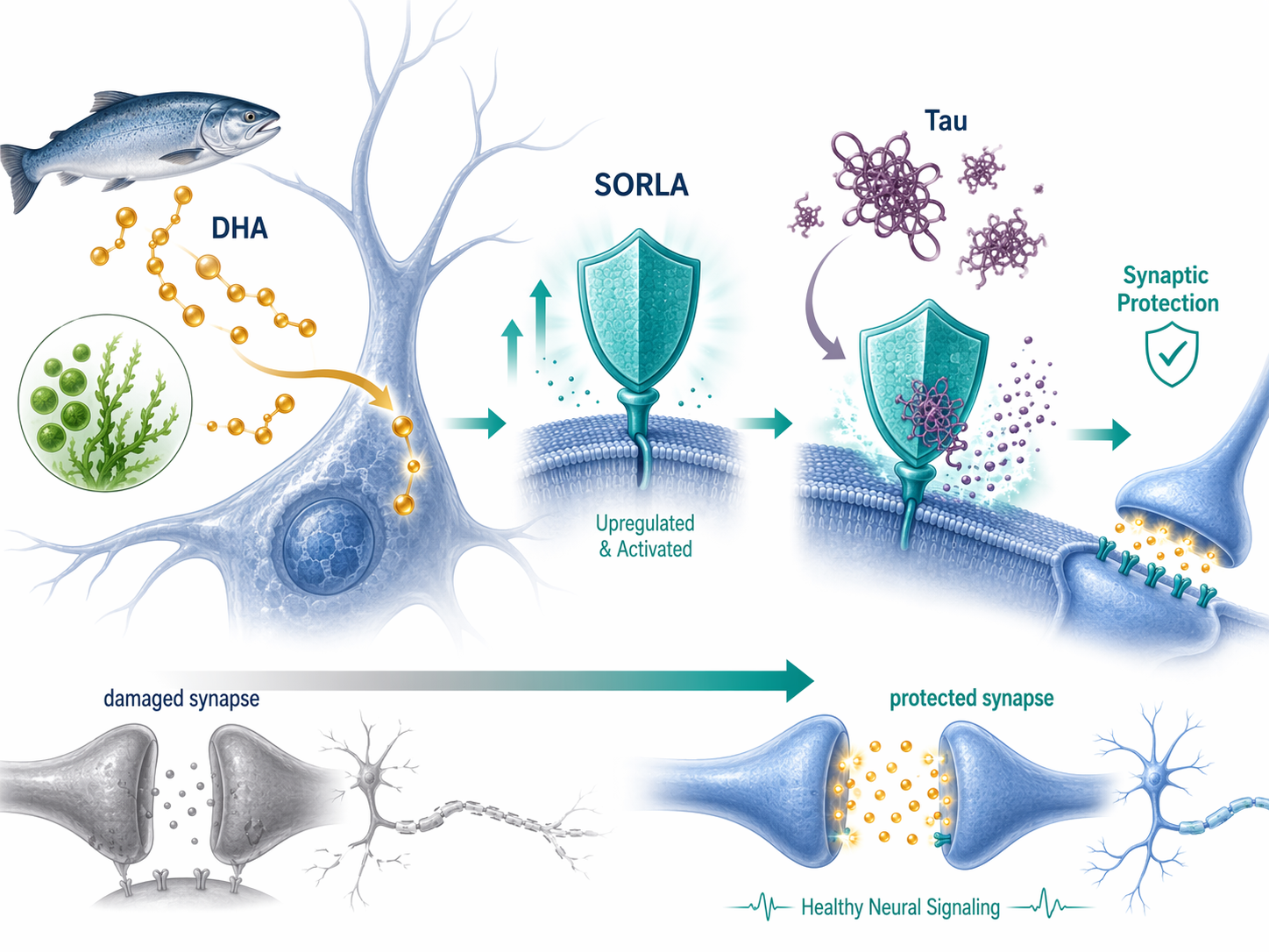 Diagram showing DHA entering a neuron, increasing SORLA, and helping protect synaptic connections from tau